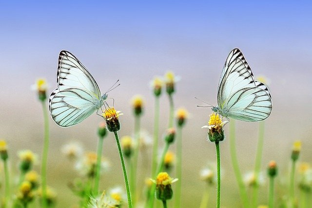 Comment réussir à protéger la nature?